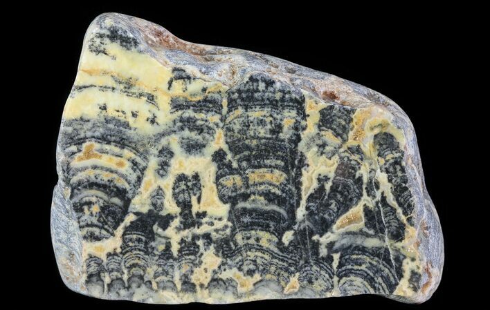 Columnar Stromatolite (Asperia) From Australia - Proterozoic #65035